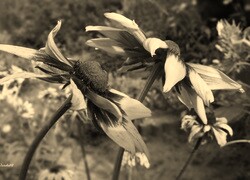 Szary + Sepia
