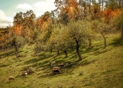 Oryginalny obrazek