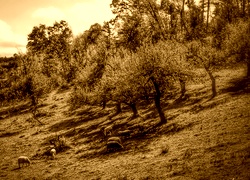 Sepia