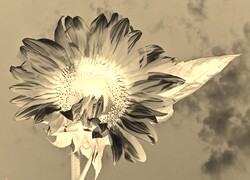 Sepia + Negatyw