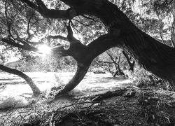 Szary + Sepia