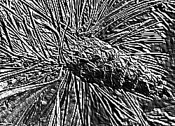 Skamielina