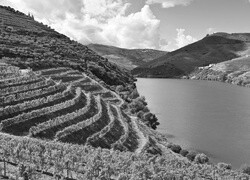 Szary
