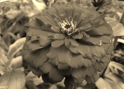 Sepia