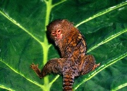 Oryginalny obrazek