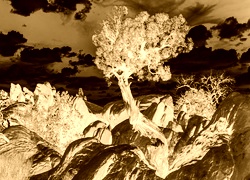 Sepia + Negatyw