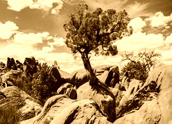 Sepia