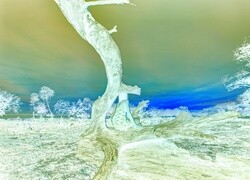 Negatyw