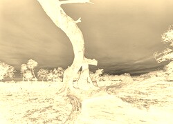 Sepia + Negatyw