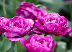 Oryginalny obrazek
