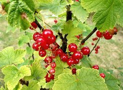 Oryginalny obrazek