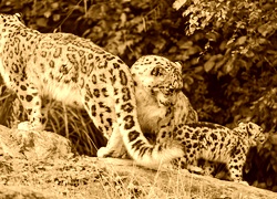Sepia