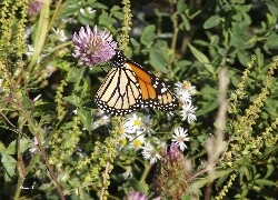 Oryginalny obrazek