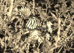 Szary + Sepia