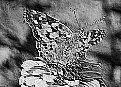 Skamielina