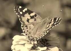 Szary + Sepia