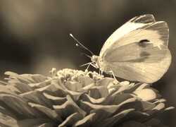 Szary + Sepia