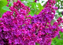 Oryginalny obrazek