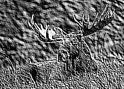 Skamielina