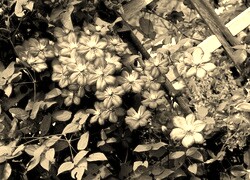 Szary + Sepia