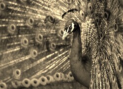 Szary + Sepia