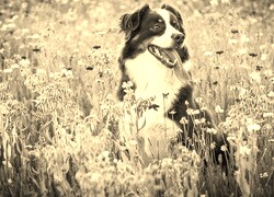 Szary + Sepia