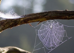 Oryginalny obrazek