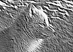 Skamielina