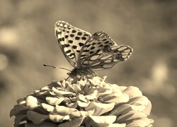 Szary + Sepia