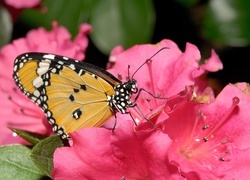 Oryginalny obrazek