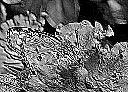Skamielina