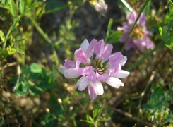 Oryginalny obrazek