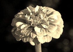 Szary + Sepia
