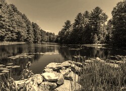 Szary + Sepia
