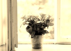 Szary + Sepia