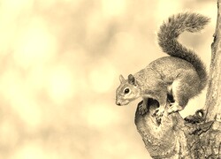 Szary + Sepia