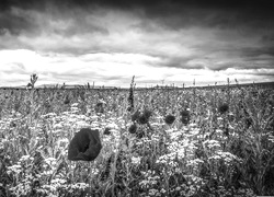 Szary + Sepia