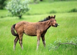 Oryginalny obrazek