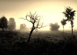 Szary + Sepia