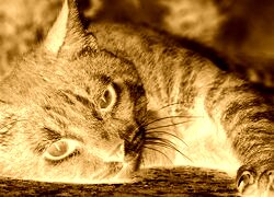 Sepia + Negatyw