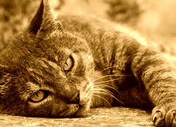 Sepia