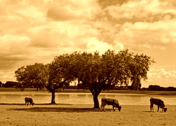 Sepia