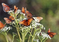 Oryginalny obrazek