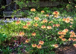 Oryginalny obrazek