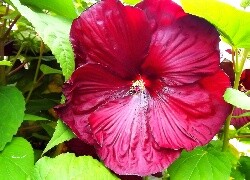 Oryginalny obrazek