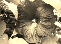 Sepia
