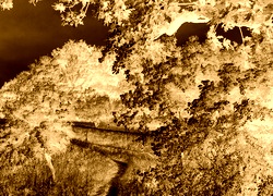 Sepia + Negatyw