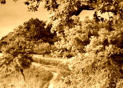 Sepia