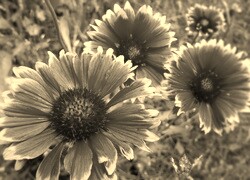 Sepia