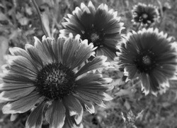 Szary